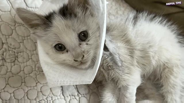 Маленький котёнок с отрезанной ЛАПКОЙ только родился, а уже перенёс столько боли! смотреть онлайн
