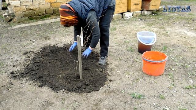 Посадка липы Уход за липой Как сажать липу огород сад розарий цветник