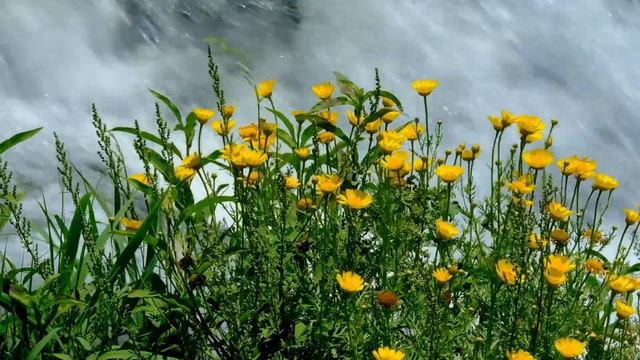 HOA CÚC (daisy flower) + Never Surrender | Anno Domini beat смотреть онлайн