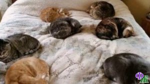 Запах кошек из соседней квартиры. Он бесил, но на это были причины