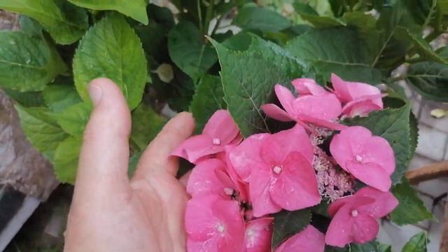 Гортензии)) Цветут.цветут мои красавицы))Как же они хороши в роспуске)) смотреть онлайн