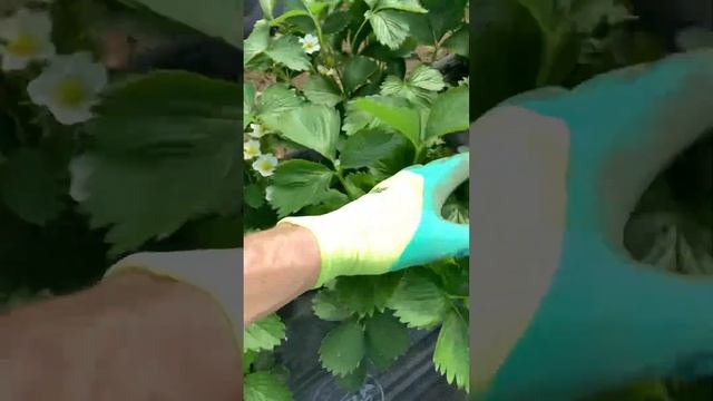 09.04.23 сорт Априка #выращиваниеклубники #клубника #новыйурожай #сладкаяягода смотреть онлайн