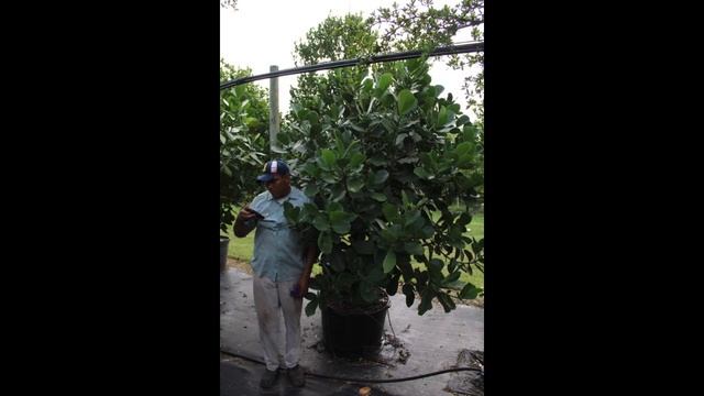 Clusia rosea - 'Pitch Apple' for sale in South Florida смотреть онлайн