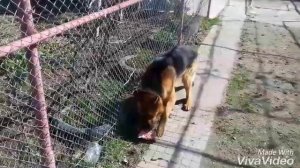 (2 ЧАСТЬ) НА КАКОЙ ДЕНЬ ТЕЧКИ МОЖНО ВЯЗАТЬ СОБАКУ