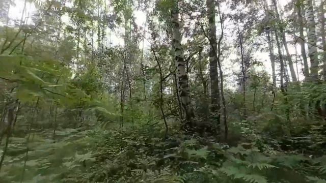 Жизнь в деревне🏕После дождей в лес по грибы😉🍄 смотреть онлайн