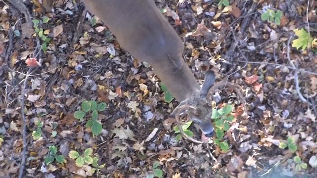 Chase Herndon Bear or Buck Archery Logan West Virginia Spartan Camera