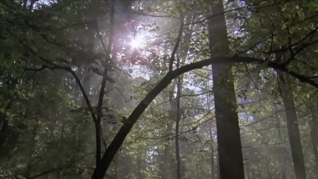 A Year on Planet Earth (4 Seasons) смотреть онлайн