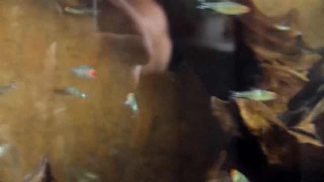 После подселения нового дискуса пришла болячка.