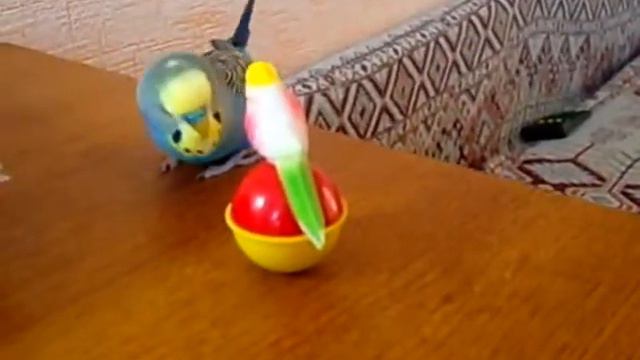 ПоПУгай Яша хозяин смотреть онлайн