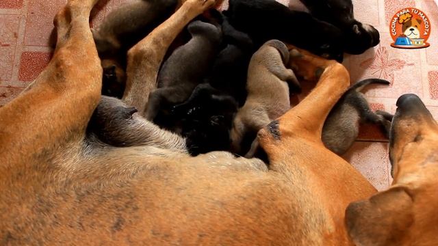 ??Alimentación para PERRA LACTANTE смотреть онлайн