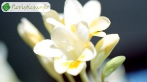 ? Фрезия – описание цветка и особенности выращивания фрезии