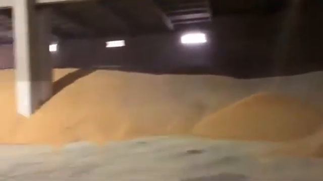 Зерно Урожай 2021 года. Экспорт Отправка на FOB, CIF, CFR. Продажа пшеница, ячмень, кукуруза, цены. смотреть онлайн