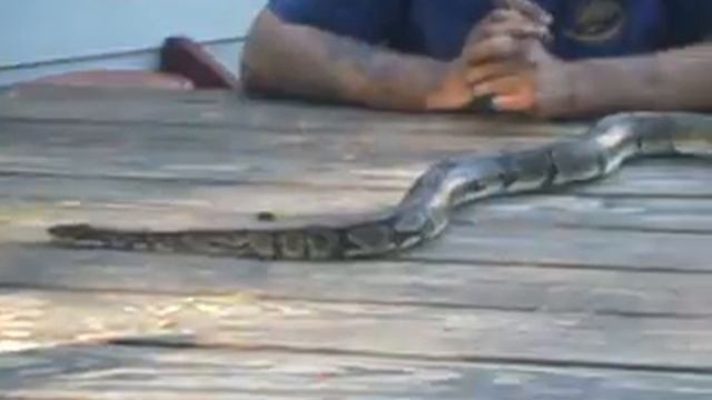 Python, over 4ft long смотреть онлайн