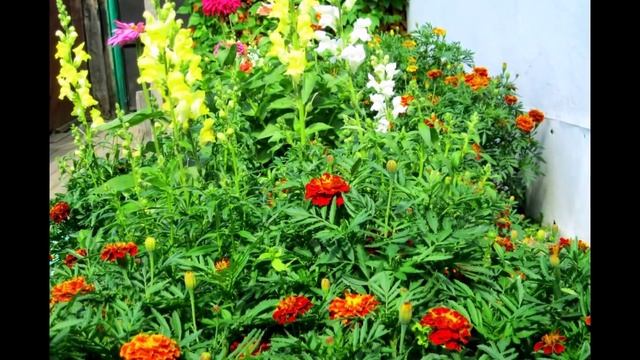 Садовые цветы.mp4 смотреть онлайн