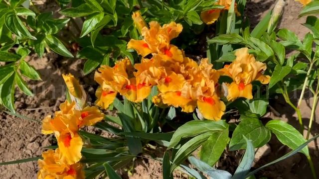 Обзор сорта карликового ириса LOTTERY, P. Black’ 2016 смотреть онлайн