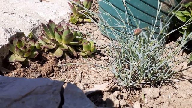 ČUVARKUĆA (Sempervivum tectorum) - IZVOR ZDRAVLJA смотреть онлайн