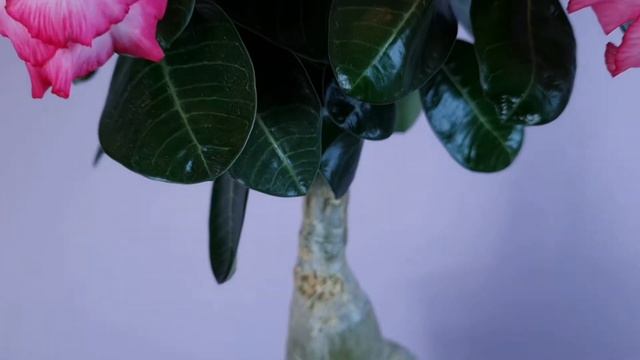 Адениум. DELIGHTFUL CLOUD (Восхитительное облако) смотреть онлайн