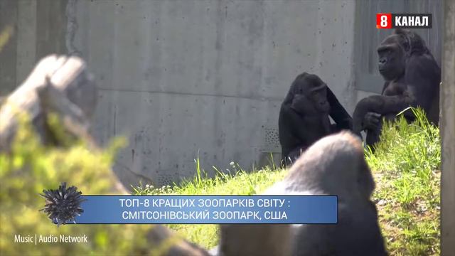 ТОП 8 кращих зоопарків світу смотреть онлайн