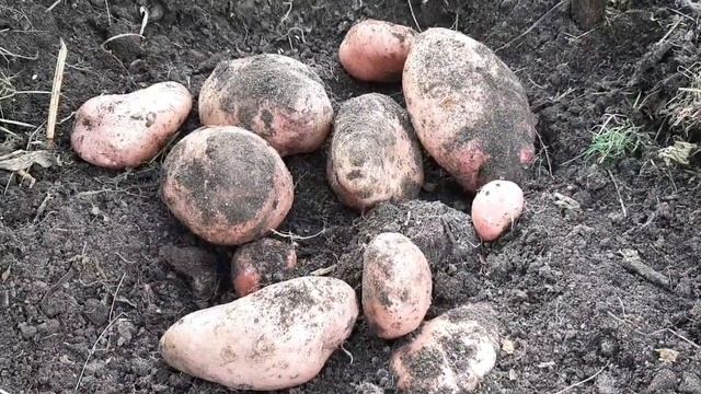 Супер урожайный картофель Сарпо Мира!!! Результат из двух кусочков... смотреть онлайн