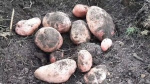 Супер урожайный картофель Сарпо Мира!!! Результат из двух кусочков...