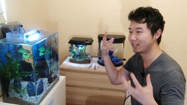 How To Breed Endler's Livebearer смотреть онлайн