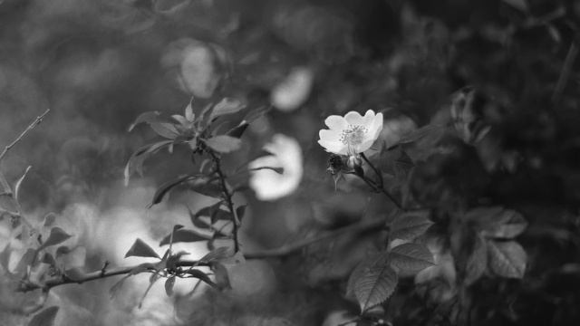 Testing a Rare Medium Format Film Camera with a Special Lens смотреть онлайн
