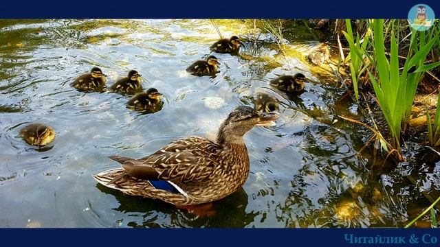 Тече вода із-за гаю - Тарас Шевченко смотреть онлайн