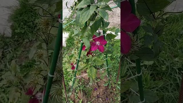 Ванила Фрейз, Сандей Фрейз, Полистар и др. Начало осени. смотреть онлайн