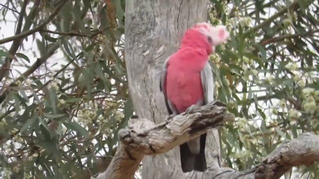 Canon SX60 HS Australian birds смотреть онлайн