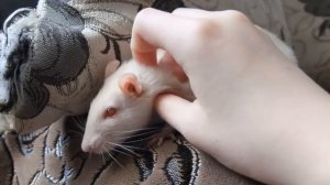 ССЕЛЕНИЕ ДЕКОРАТИВНЫХ КРЫС КАК ПРАВИЛЬНО? ЧАСТЬ 2 /