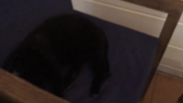 котокафе смотреть онлайн