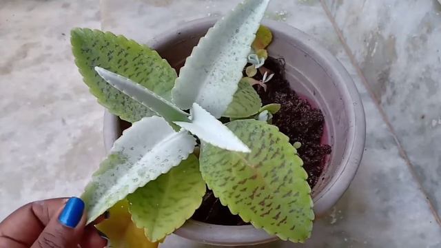 Kalanchoe gastonis plant (Donkey ears plant) care in Malayalam смотреть онлайн