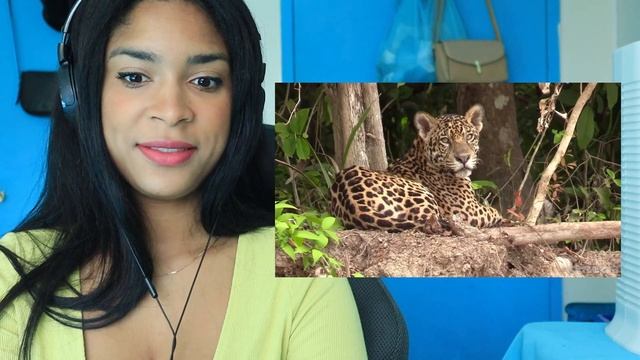 10 Best Places to Visit in BRAZIL? (Canadian Reacts) смотреть онлайн