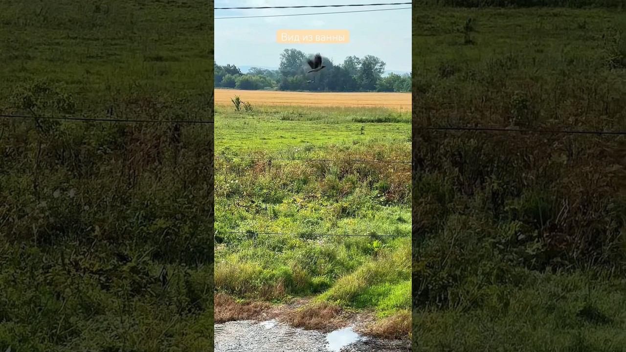 Сорока белобока в гости прилетела #bashkortostan #башкирия #деревня #дом смотреть онлайн