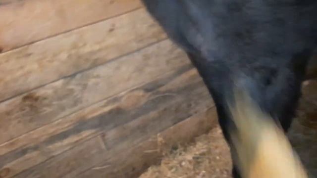 Как подмести коня веником? Очень просто)) Веник - друг, а не враг. ЧК Реприз. СПб. смотреть онлайн