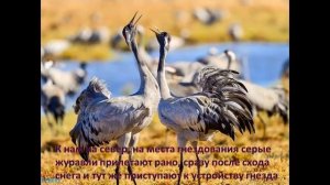 Видеопрезентация про журавлей ко Дню птиц