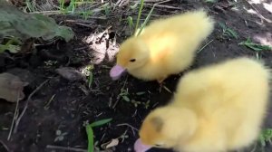 ТАНЕЦ МАЛЕНЬКИХ УТЯТ НА НЕМЕЦКОМ ЯЗЫКЕ