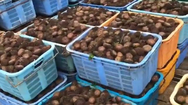 Добыча морского ежа смотреть онлайн
