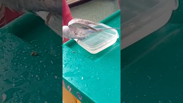 Купание волнистого попугая смотреть онлайн