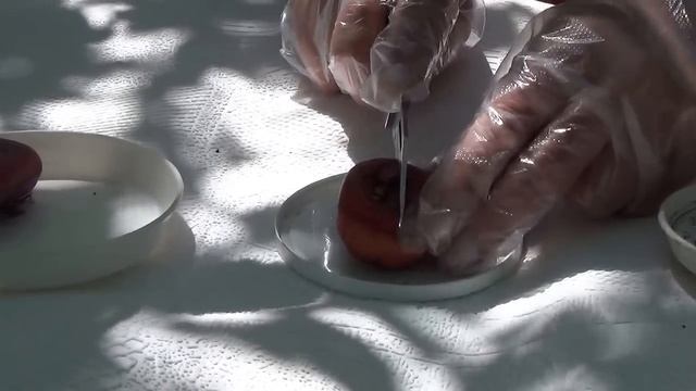 Размножение гладиолусов делением луковиц. Propagation by division gladioli bulbs. смотреть онлайн