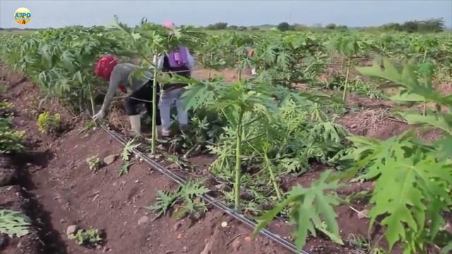 Как выращивают и собирают Папайю в Бразилии?! смотреть онлайн