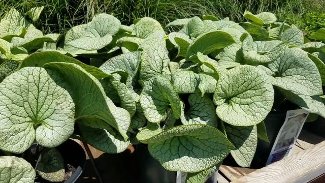 Best Perennials - Brunnera macrophylla 'Sterling Silver' (Siberian Bugloss) смотреть онлайн