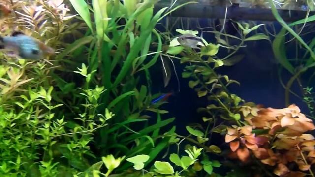 Аквариумы травники смотреть онлайн