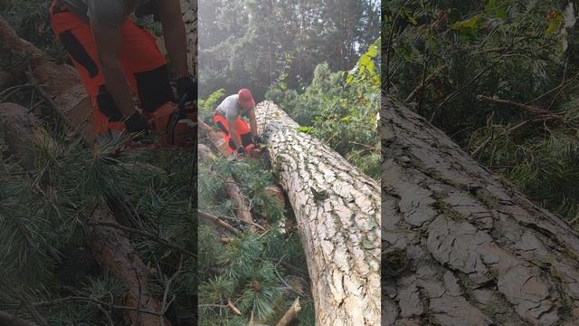 ✅Арбористика✅ Распиловка огромной сосны | Arboristics. Sawing a huge pine tree #альпинизм #лесоруб смотреть онлайн