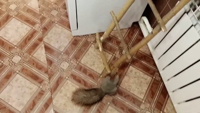 рвутся в дом,поиграть смотреть онлайн