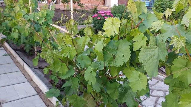 Первые цветы, 5 июня. смотреть онлайн