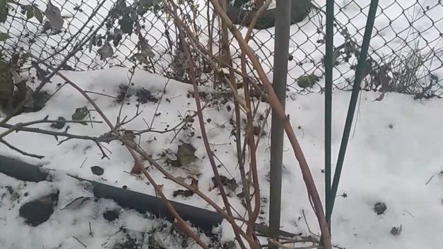 Малина. Нужно ли укрывать на зиму. смотреть онлайн
