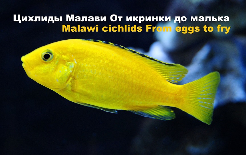 Цихлиды Малави От икринки до малька смотреть онлайн
