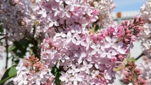 ТУГАН КОНЕН БЭЛЕН! МАТУР ЖЫР! КРАСИВАЯ ТАТАРСКАЯ ПЕСНЯ С ПОЗДРАВЛЕНИЕМ И ДОБРЫМИ ПОЖЕЛАНИЯМИ! ???