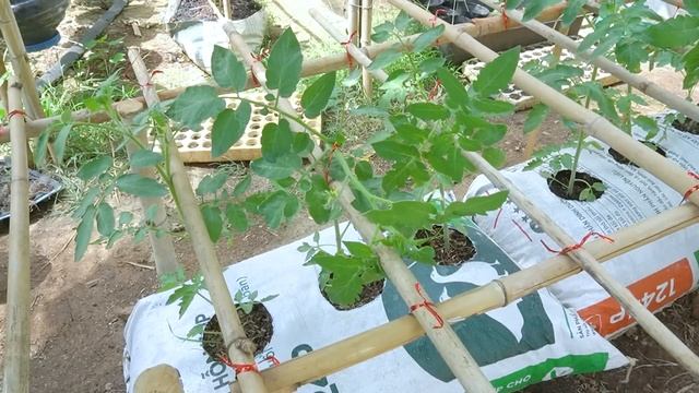 Grow tomatoes for your family with this method, you won't have to buy tomatoes anymore смотреть онлайн